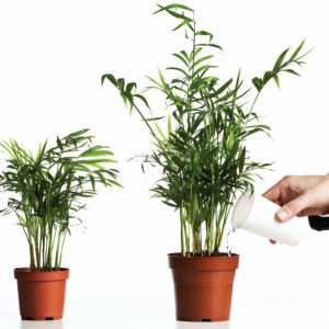 Illustration d'une main arrosant une plante qui grandit, à côté de celle non-arrosée. 